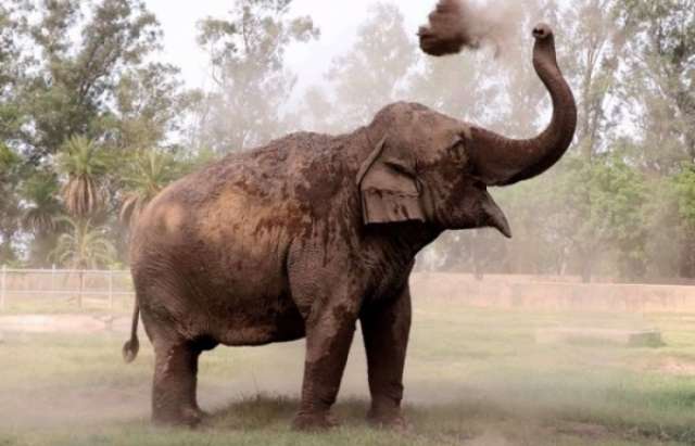 Un éléphant tue un dresseur avec sa trompe