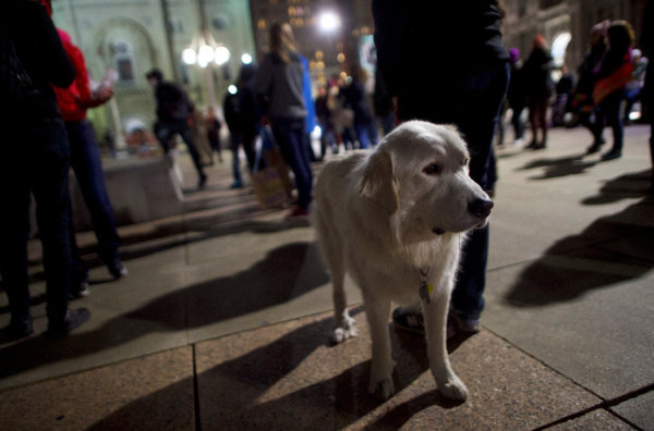 Votre chien peut se rappeler ce que vous avez fait