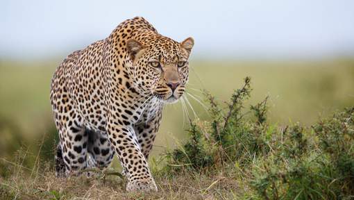 Les Émirats interdisent la possession d`animaux sauvages