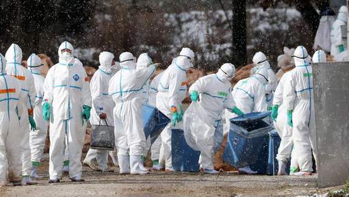 Plus d`un million de volailles abattues au Japon