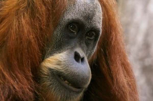La femelle orang-outang Lea est décédée