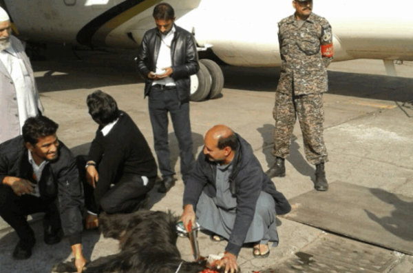 Parkistan Airlines sacrifie une chèvre après un crash
