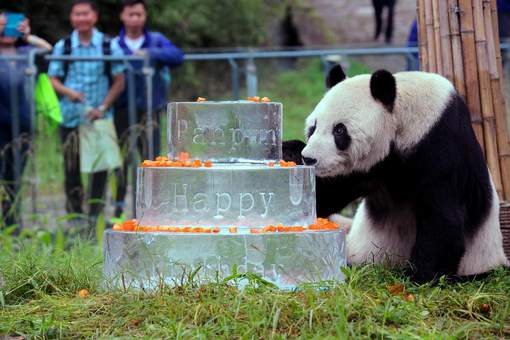 Le doyen des pandas est mort à l`âge de 31 ans