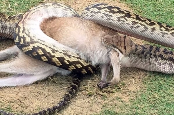 Un python engloutit un wallaby