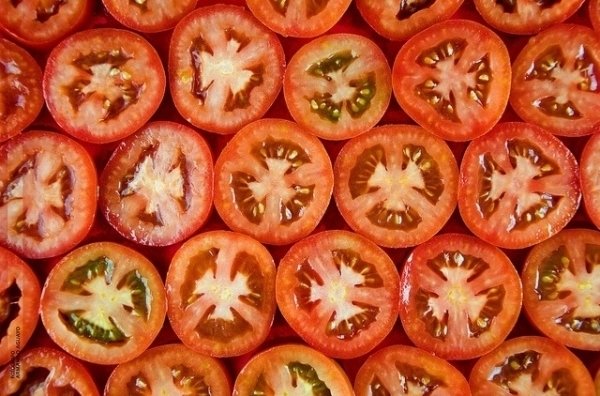 Des chercheurs contre les tomates insipides