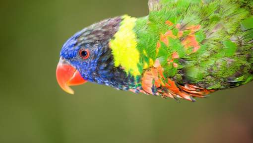 Un zoo russe abat tous ses oiseaux pour cause de grippe aviaire