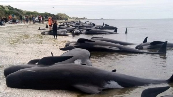 Nouvelle-Zélande: 400 baleines s`échouent