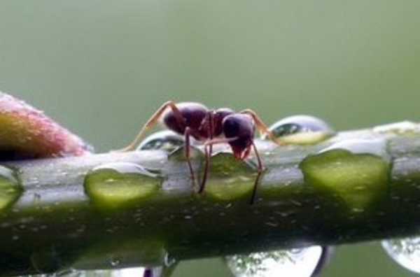 Les fourmis ont un «GPS» dans le cerveau