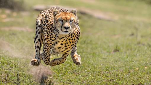 Le guépard court tout droit vers son extinction