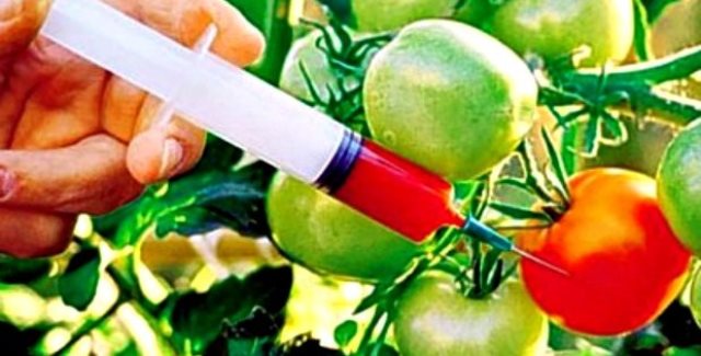 Dövlət komitəsi GMO `ovu`na çıxdı