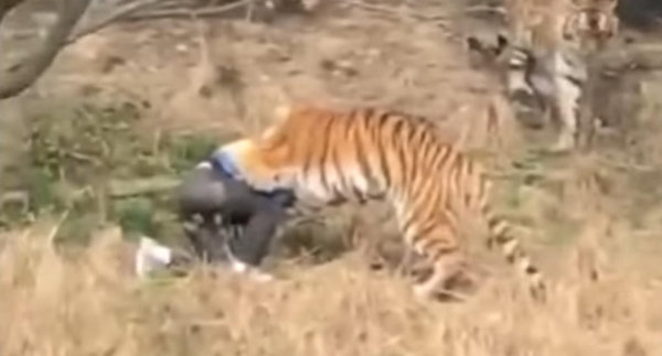 Chine: Dévoré par un tigre devant une forêt de smartphones