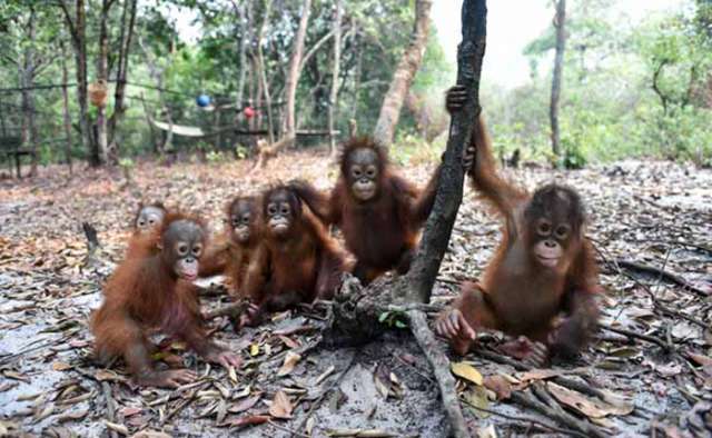 Sick, hungry orangutans fall victim to Indonesia fires crisis