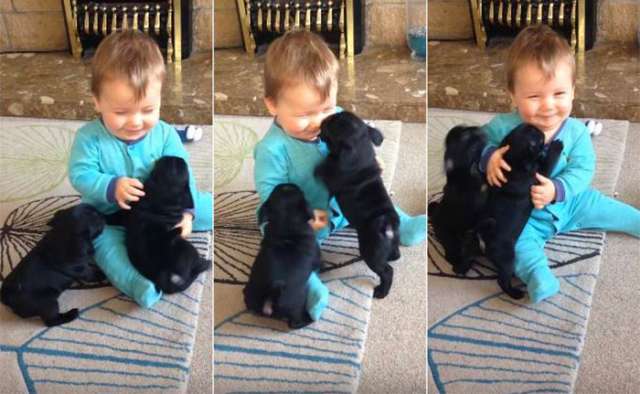 Viral now: this cuddle-fest between baby and puppies is pure joy-VIDEO