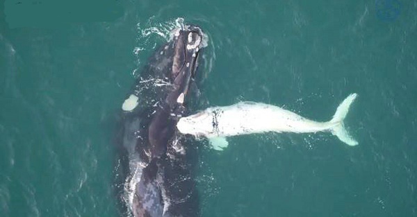 Un rare baleineau blanc filmé par un drone - VIDEO
