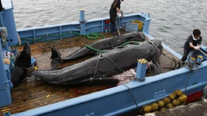 Le Japon va reprendre la pêche à la baleine dans l`Antarctique