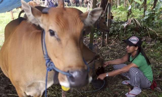Bali volcano threat puts volunteers in race to save cows and monkeys