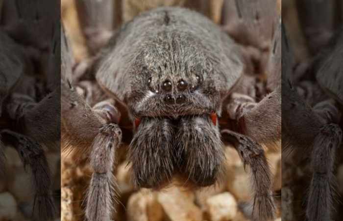 Researchers discover new softball-size spider in Mexican cave
