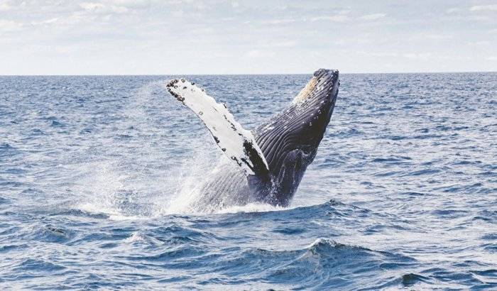 Una ballena ataca un barco de pesca y deja cuatro personas heridas en Australia