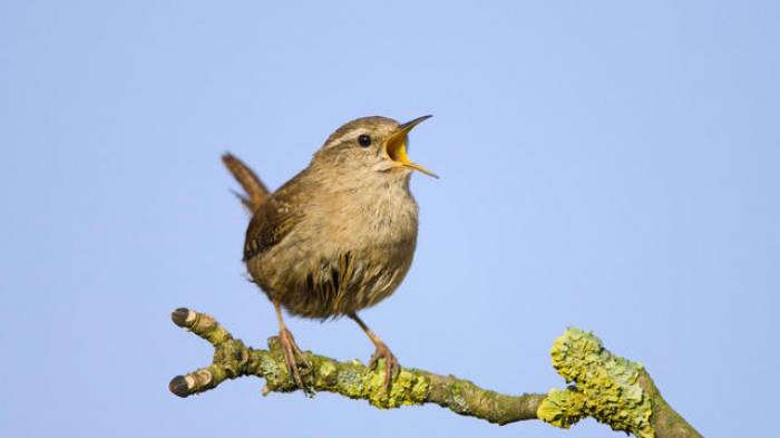 Pourquoi, au printemps, les oiseaux chantent-ils si fort ?