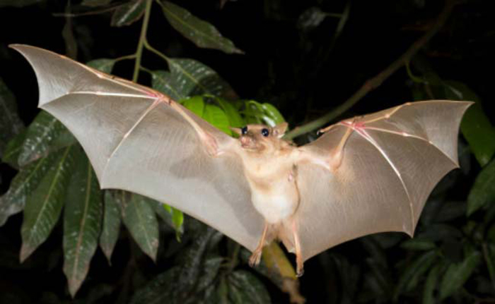 The island ofthe Dodo wants to kill off thousands of protected bats