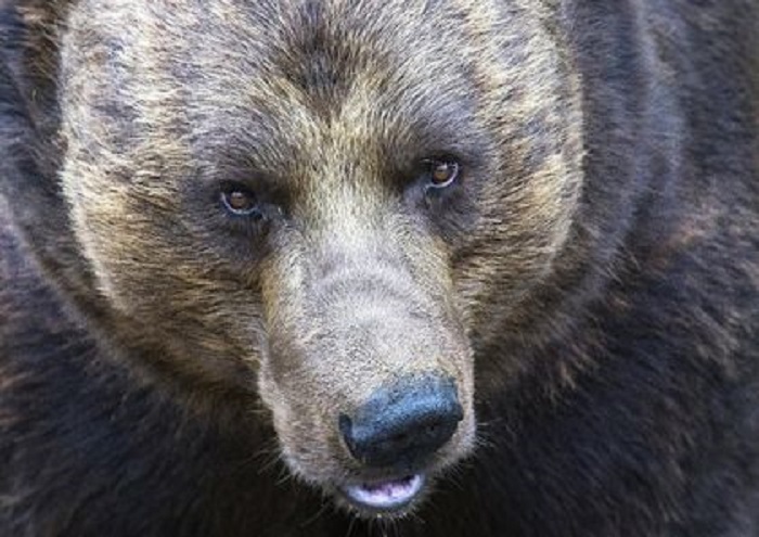 Bear bites one of two men who broke into North Dakota zoo, police say