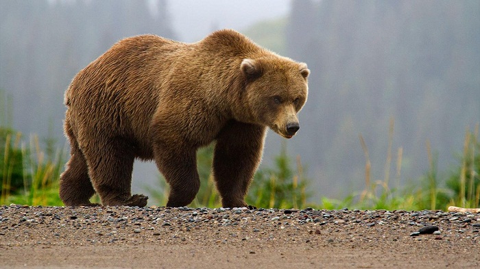 Brown bear shot in shopping mall in eastern Russia - VIDEO