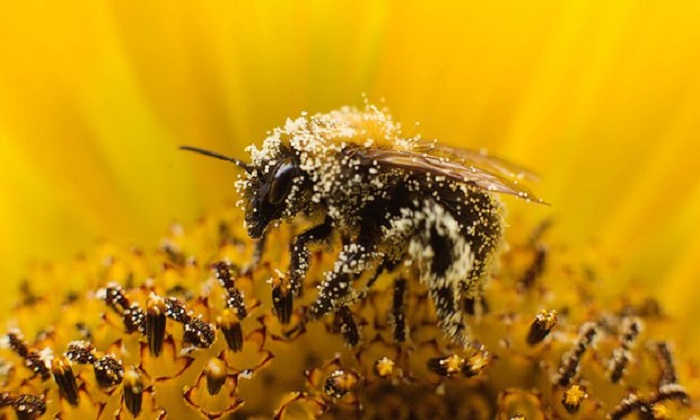 MPs vote against `emergency` use of banned bee-harming pesticides