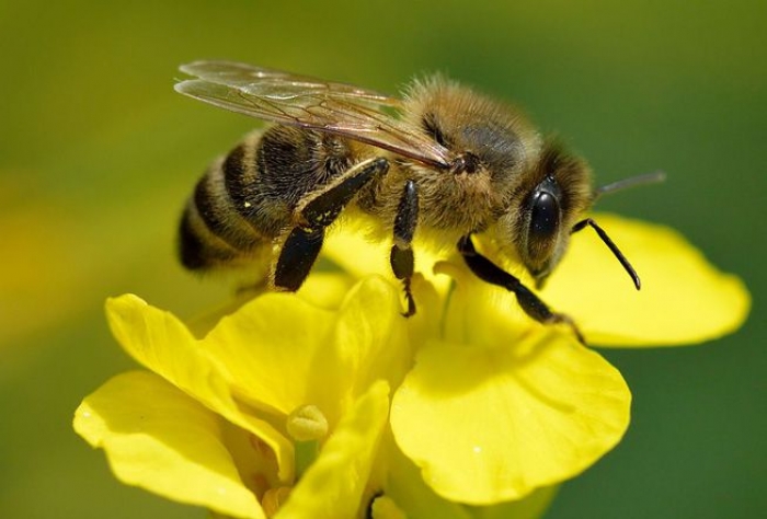 Turns out bees can be right- or left-handed, just like humans