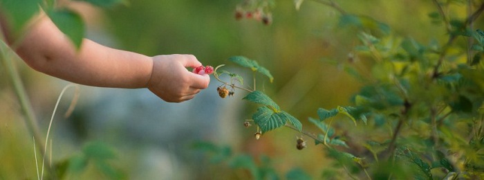 Mythos oder Medizin: Ist es gefährlich, wilde Beeren zu essen?