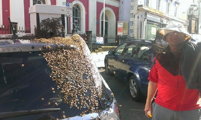 Bienenschwarm besetzt Auto