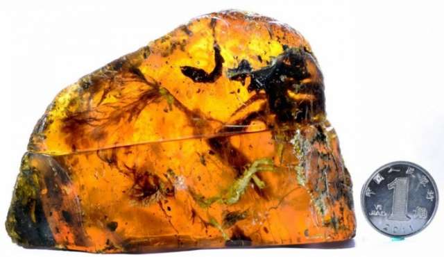 Stunning fossil reveals prehistoric baby bird caught in amber