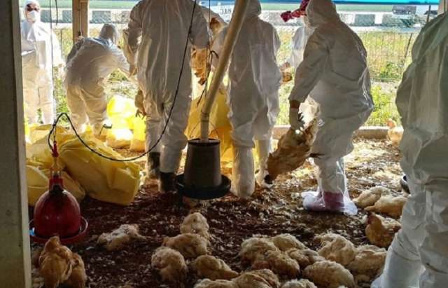 5 new bird flu outbreaks reported at farms in Taiwan