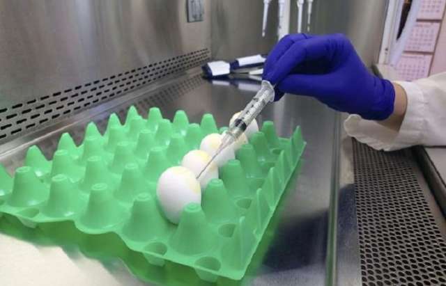 Bird flu found in Tennessee chicken flock on Tyson-contracted farm