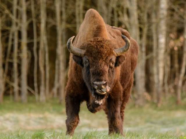 Germany’s 'first wild bison in 250 years’ shot dead by authorities