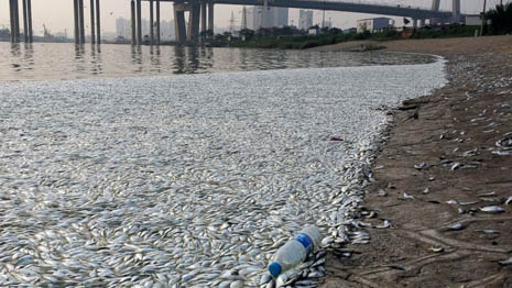 Thousands of Dead Fish Wash Up Along Tianjin Shores After Deadly Explosions