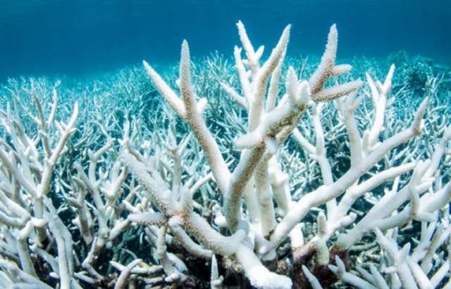 Great Barrier Reef bleached for unprecedented second year running