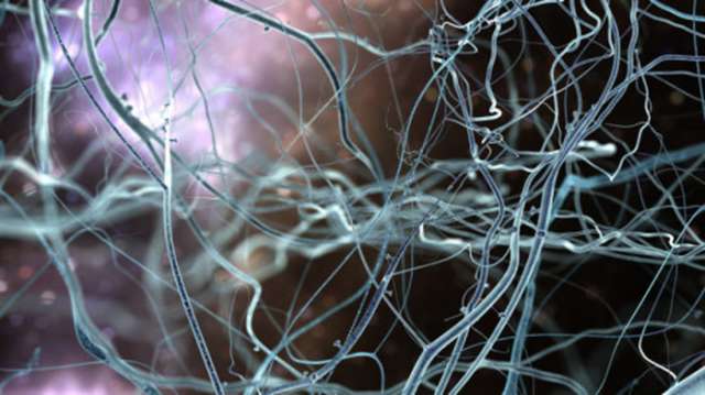  Of brains and bones: How hunger neurons control bone mass