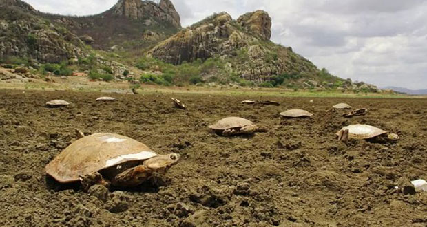 Brésil: quand un lac artificiel devient un cimetière de tortues