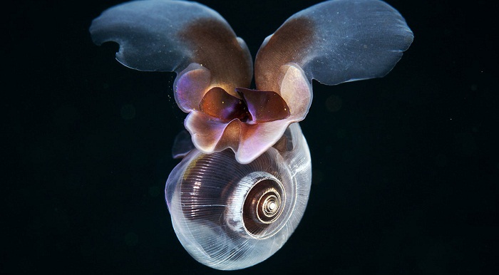 Sea butterflies fly underwater just like insects do in air