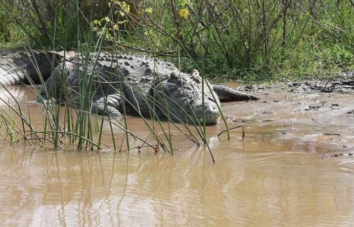 Zimbabwe: un enfant de 8 ans retrouvé dans le ventre d'un crocodile