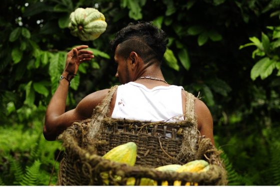 El cacao: producto de una lucha