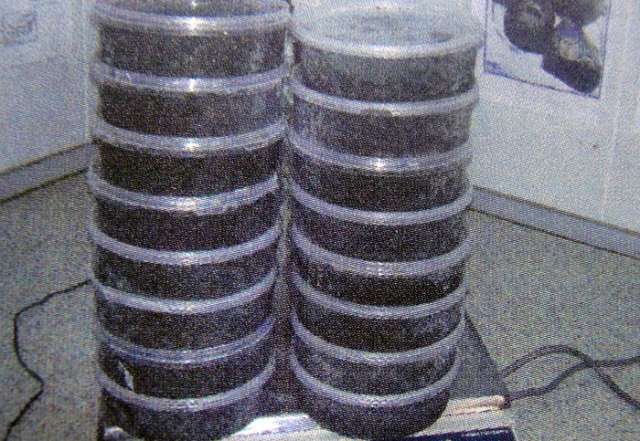Attempt to smuggle a large batch of caviar and drugs to Azerbaijan prevented