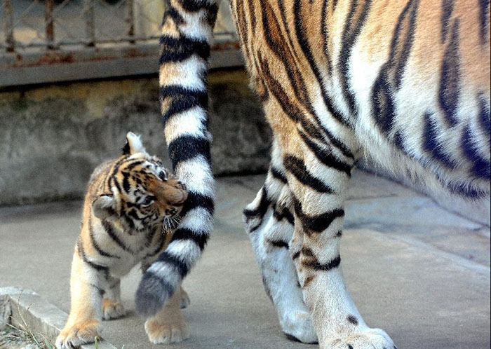 Siberian tiger cub plays at Suzhou Zoo - VIDEO