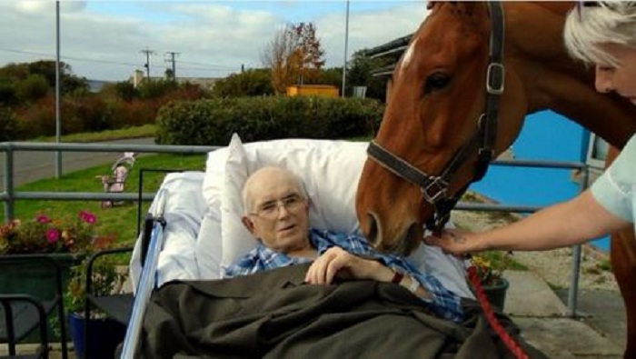 Mourant, son cheval lui rend visite à l`hôpital