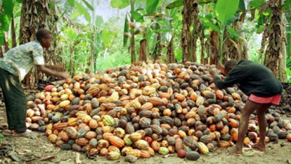 La Côte d`Ivoire suspend les ventes de cacao devant la chute des cours