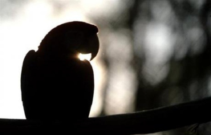 Des cadavres d`animaux découverts dans des congélateurs au zoo Des cadavres d`animaux découverts dans des congélateurs au zoo