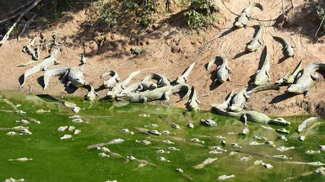 La peor sequía en 19 años deja un cementerio de caimanes en Paraguay 