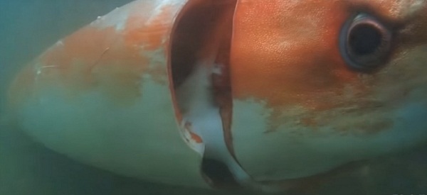 Le calamar géant vu au Japon vous impressionne?  VIDEO