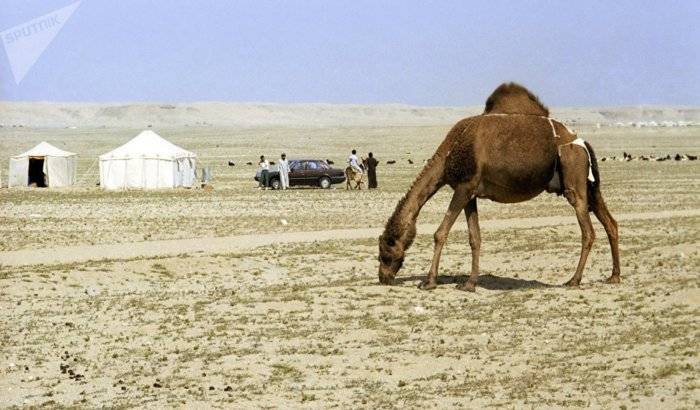 Las nuevas víctimas de la crisis diplomática del Golfo: los camellos