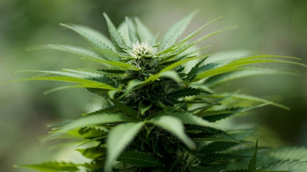 L`Allemagne légalise le cannabis à usage thérapeutique